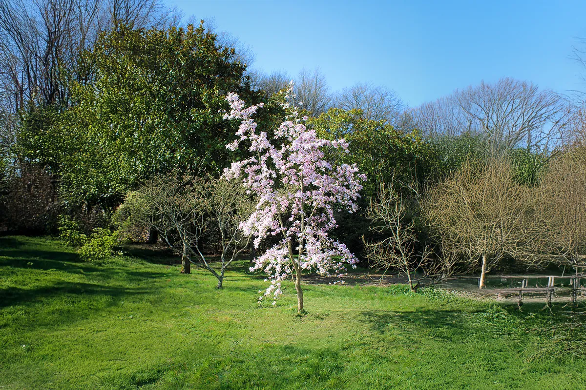 Domaine Des Rochettes Pepiniere A Nantes MAMESSELNS11