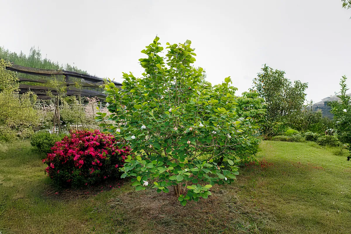 Domaine Des Rochettes Pepiniere A Nantes MASIEBGO1