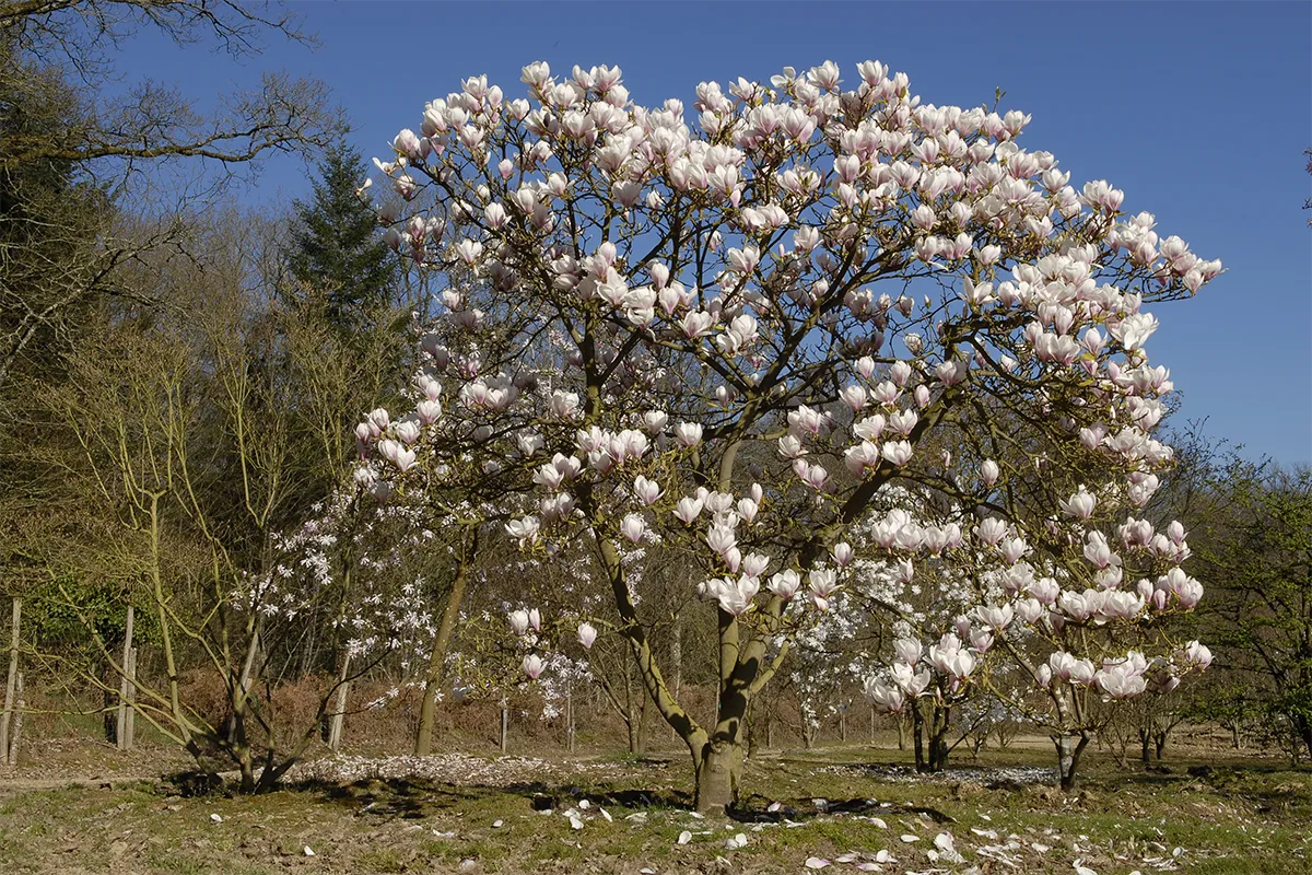 Domaine Des Rochettes Pepiniere A Nantes MASOULNS41