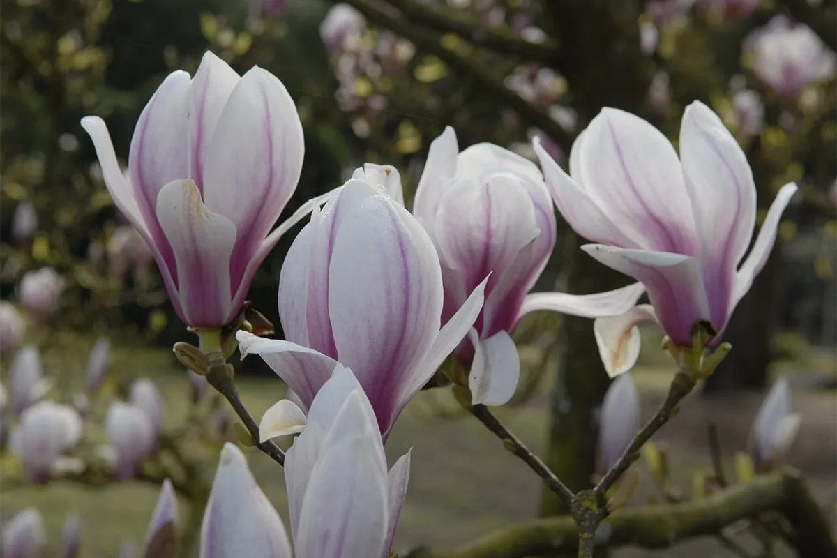 Domaine Des Rochettes Pepiniere A Nantes MASOULNS42