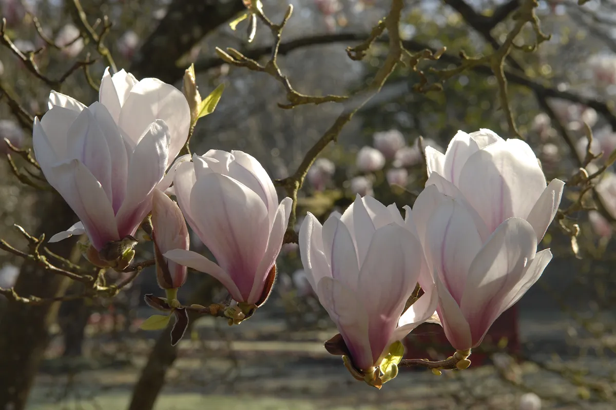 Domaine Des Rochettes Pepiniere A Nantes MASOULNS43