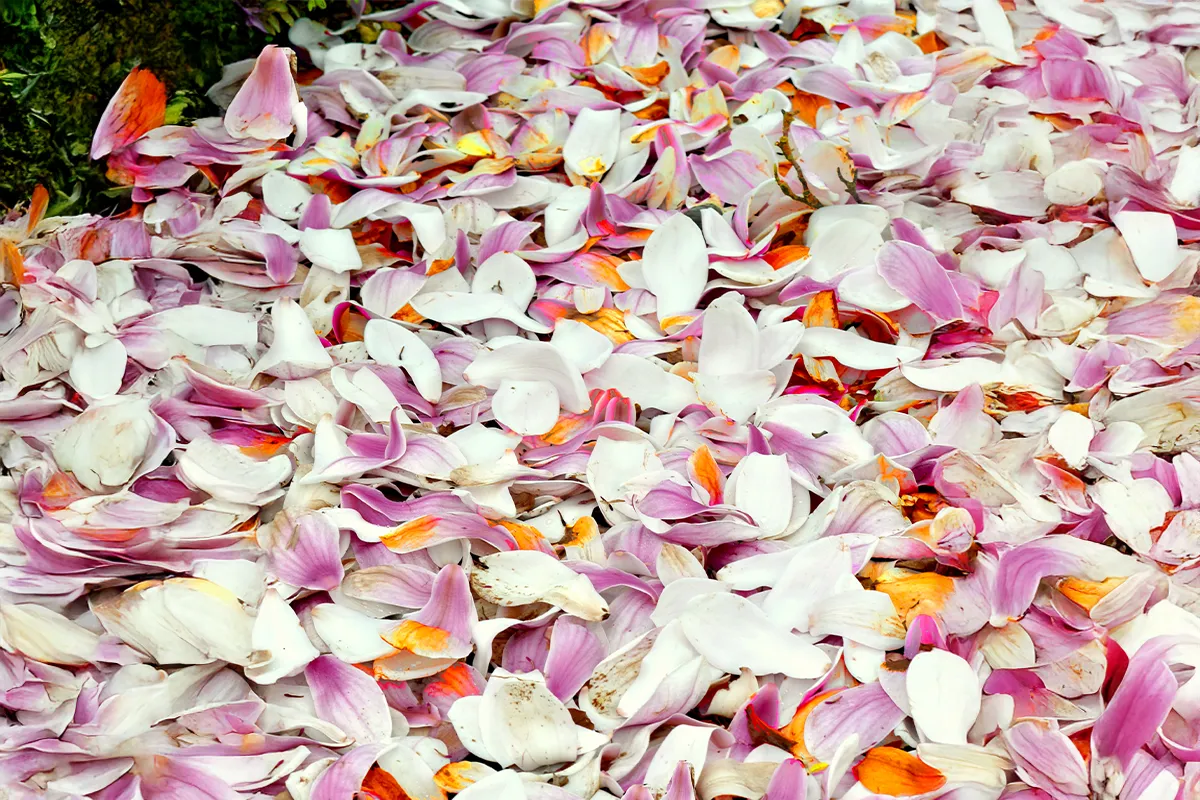 Domaine Des Rochettes Pepiniere A Nantes MASOULNS45