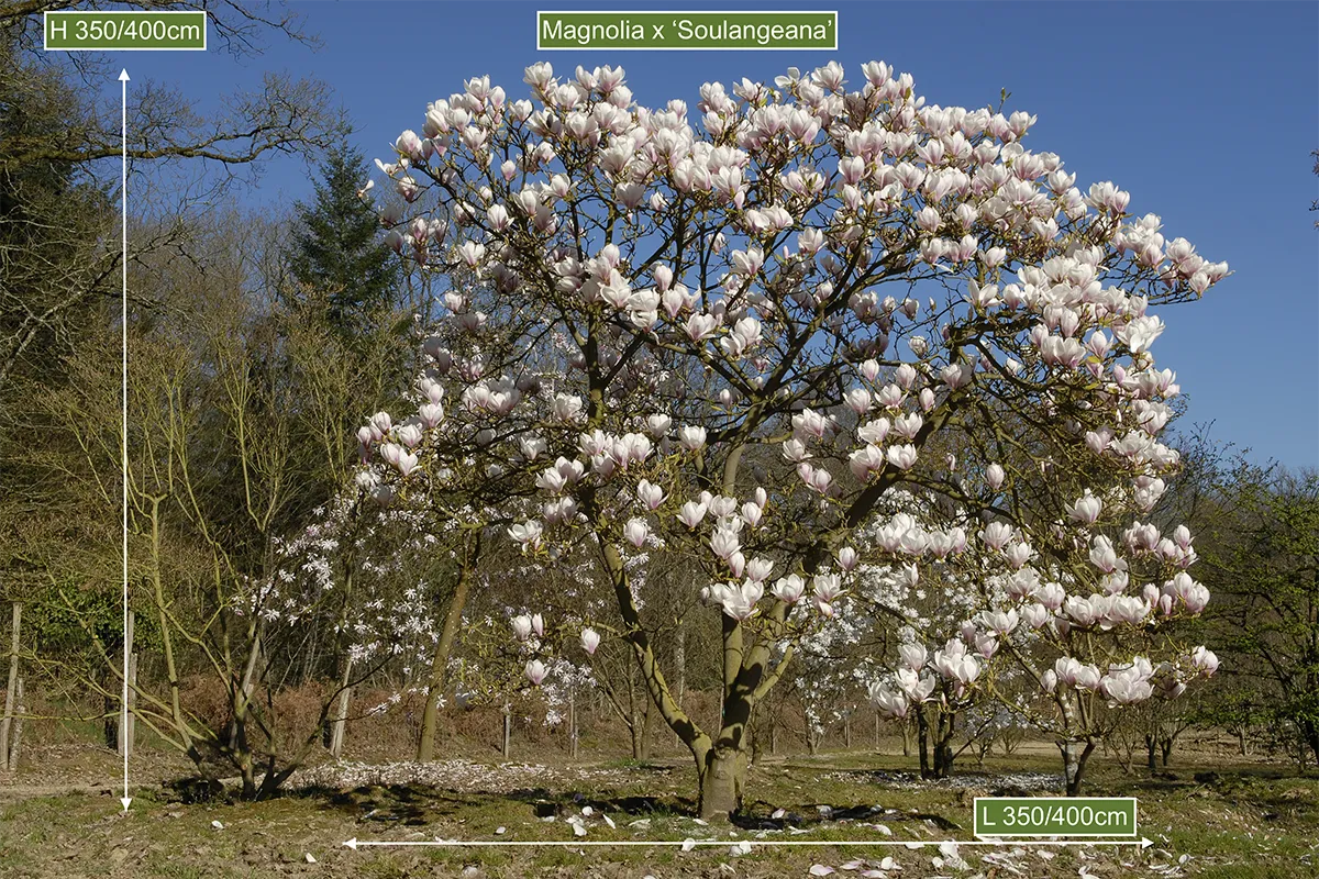 Domaine Des Rochettes Pepiniere A Nantes MASOULNS46