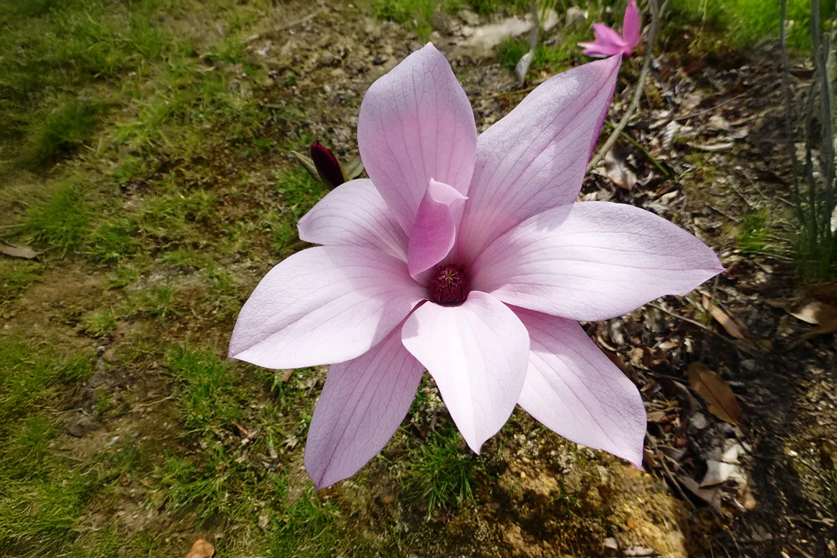 Domaine Des Rochettes Pepiniere A Nantes MASTARWLH2