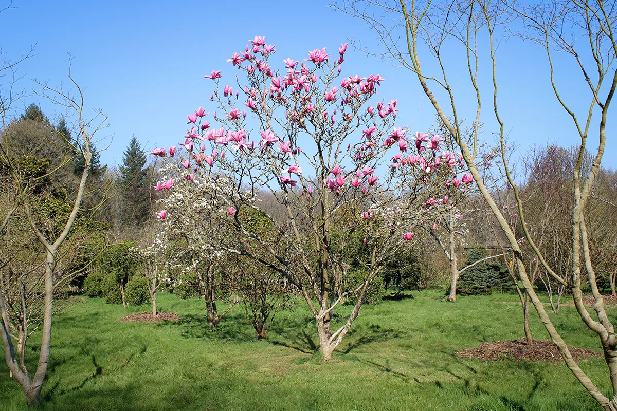 Domaine Des Rochettes Pepiniere A Nantes MASTARWNS31