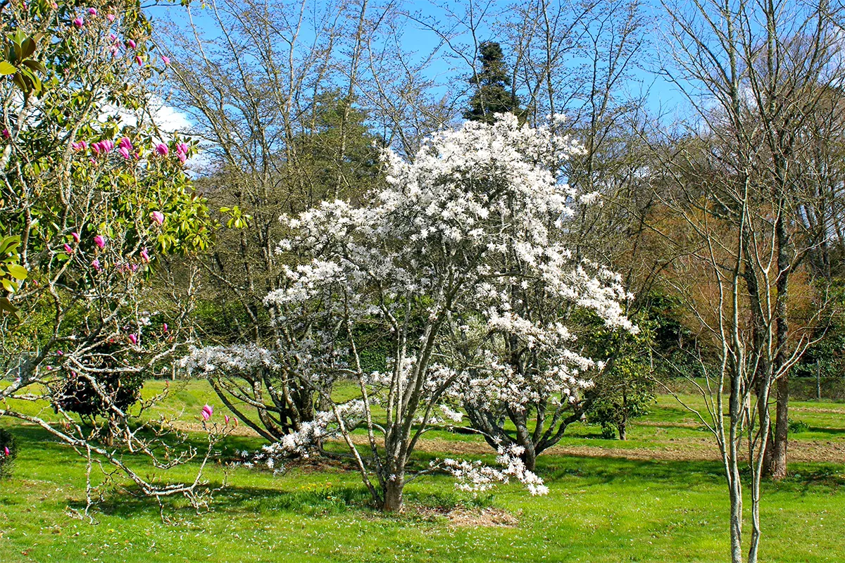 Domaine Des Rochettes Pepiniere A Nantes MASTELNE11