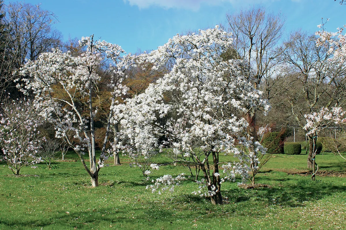 Domaine Des Rochettes Pepiniere A Nantes MASTELNS51