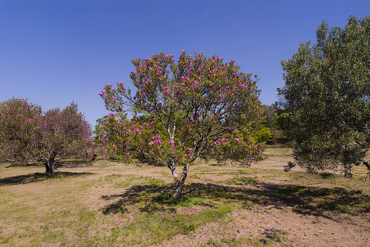 Domaine Des Rochettes Pepiniere A Nantes MASUZBAIS1