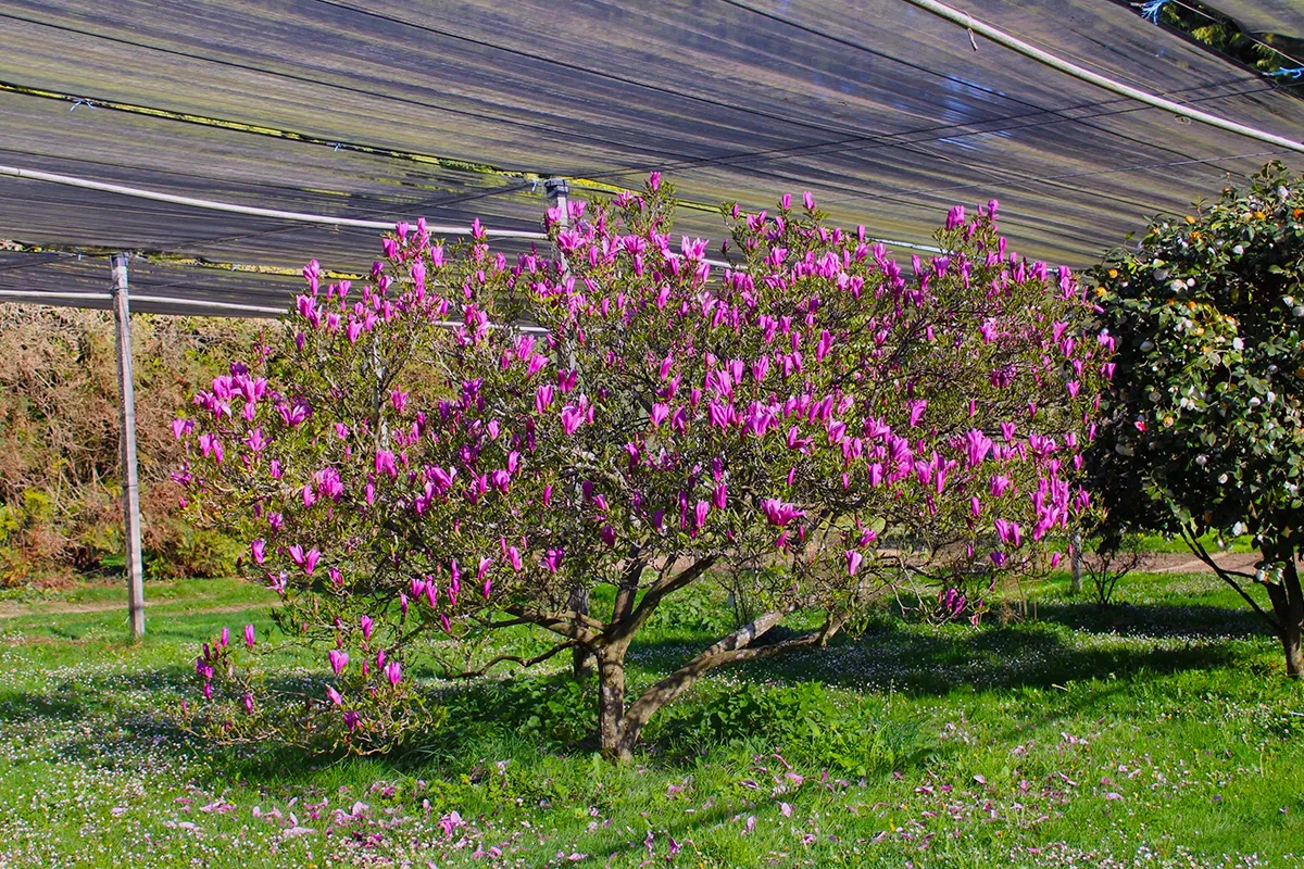 Domaine Des Rochettes Pepiniere A Nantes MASUZGOE1