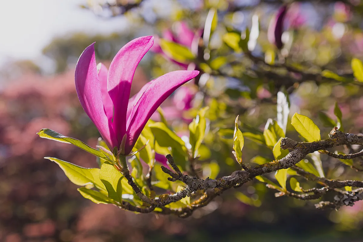 Domaine Des Rochettes Pepiniere A Nantes MASUZGR4022