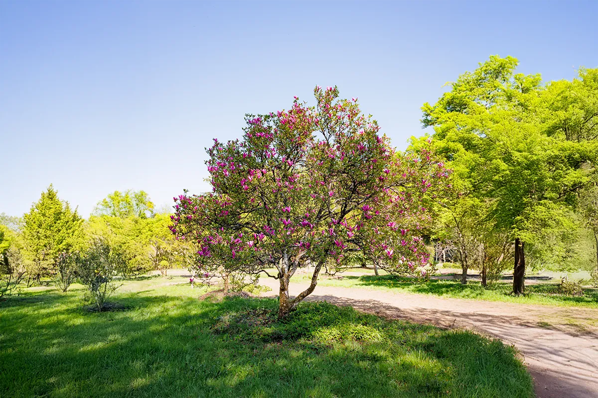 Domaine Des Rochettes Pepiniere A Nantes MASUZGR4031
