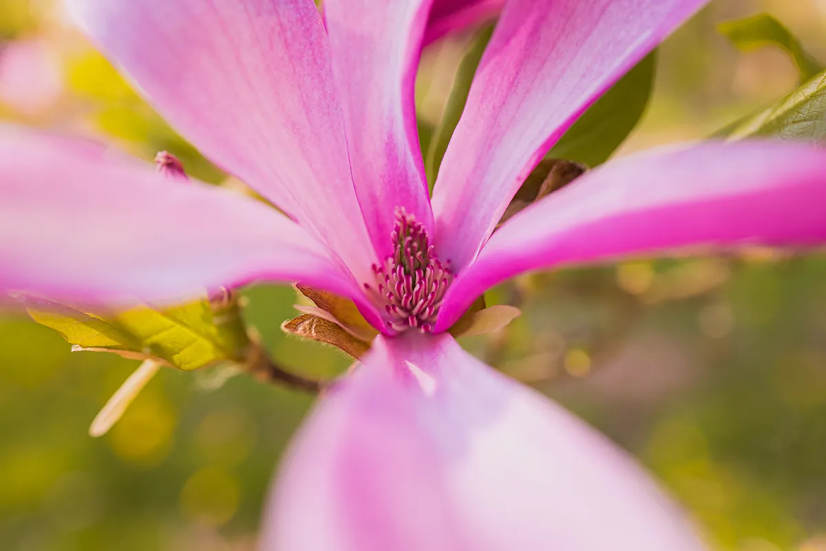 Domaine Des Rochettes Pepiniere A Nantes MASUZGR4032