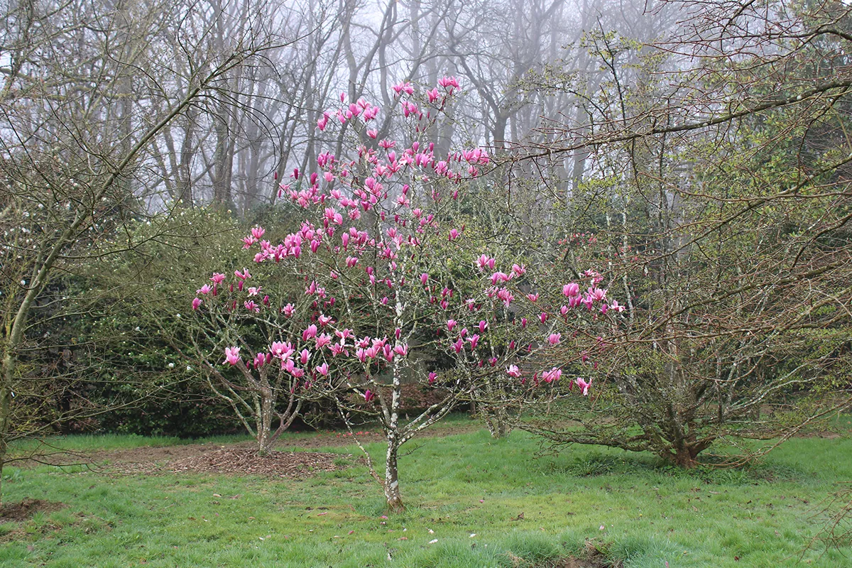 Domaine Des Rochettes Pepiniere A Nantes MAVULC1