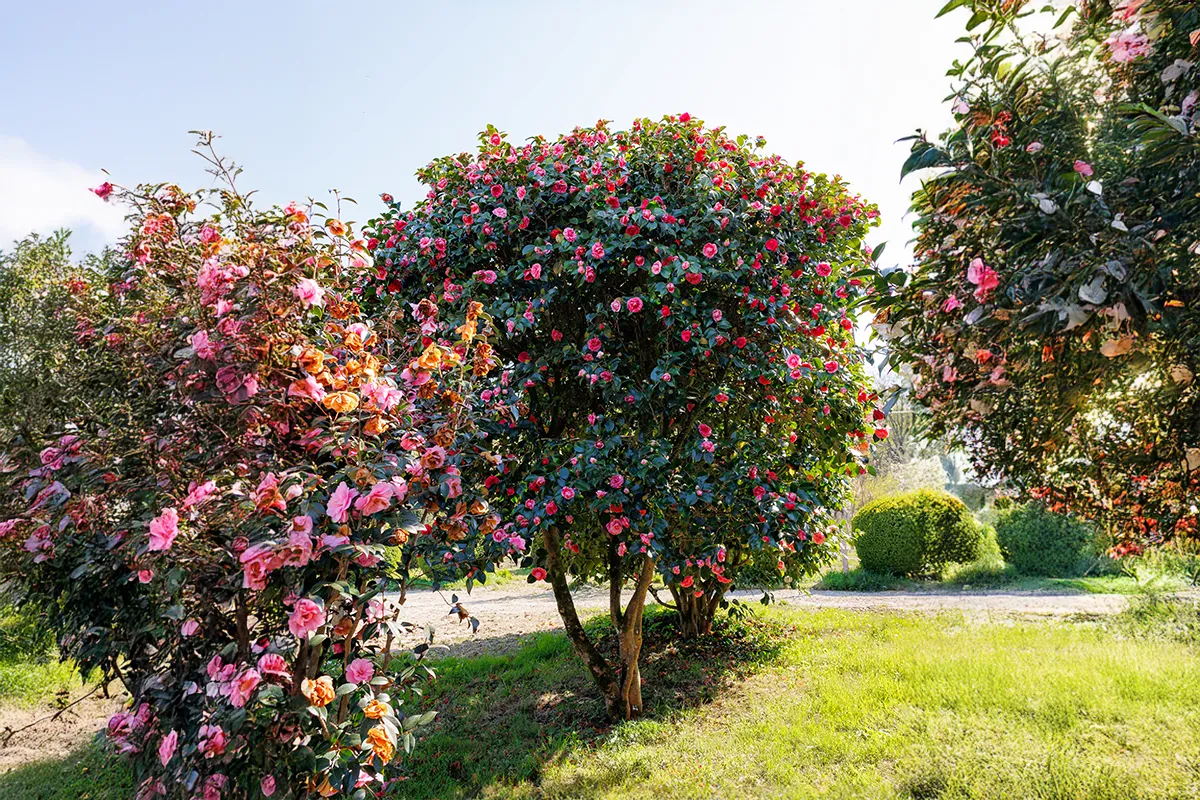 Domaine Des Rochettes Pepiniere A Nantes NOC01CG1