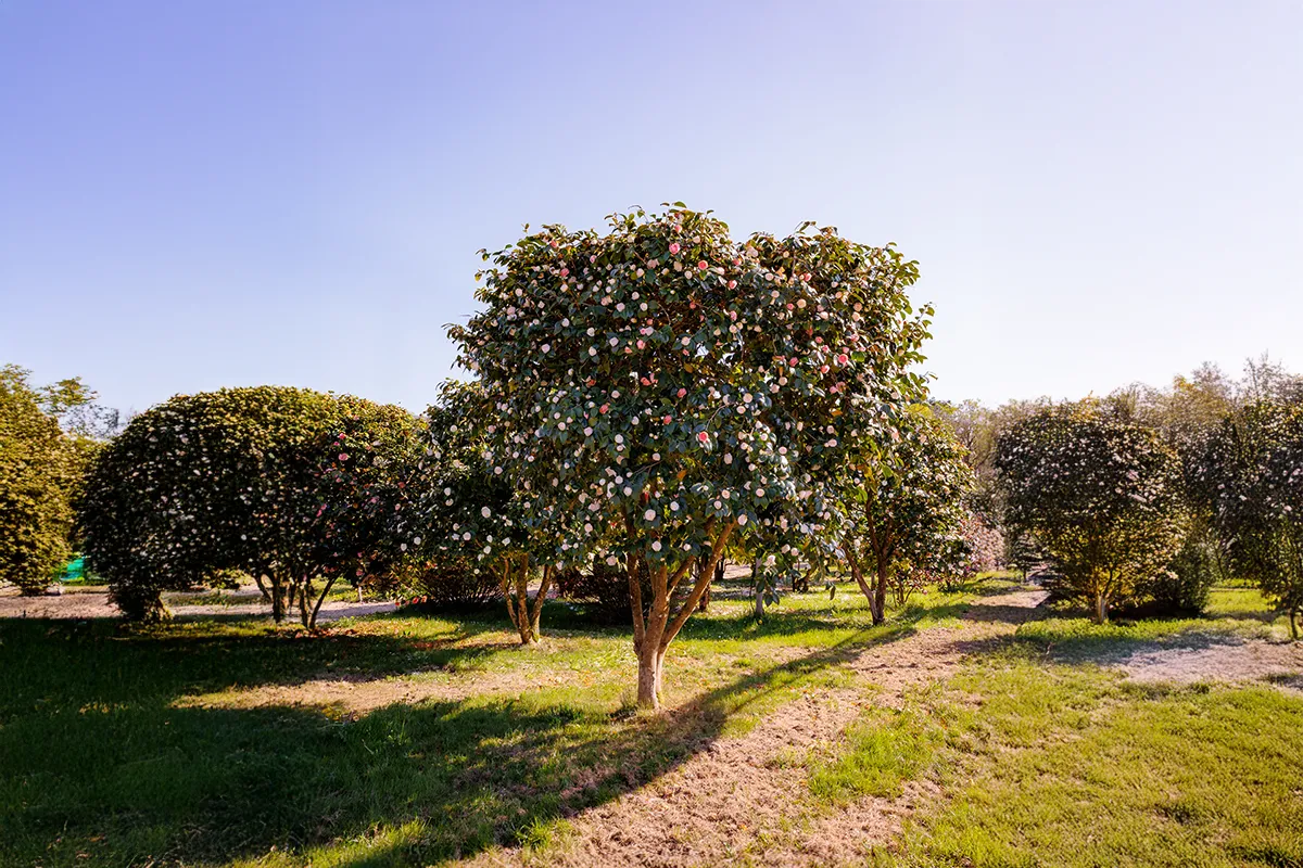 Domaine Des Rochettes Pepiniere A Nantes NOC01DLR1