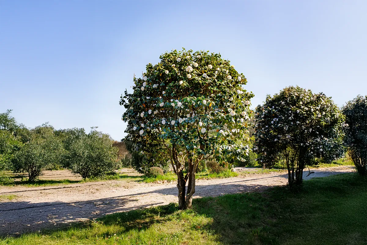 Domaine Des Rochettes Pepiniere A Nantes NOC01MCB1