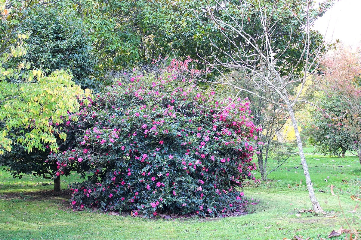 Domaine Des Rochettes Pepiniere A Nantes NS1CSHYRIU2