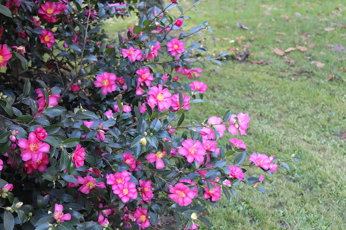 Domaine Des Rochettes Pepiniere A Nantes NS1CSHYRIU3