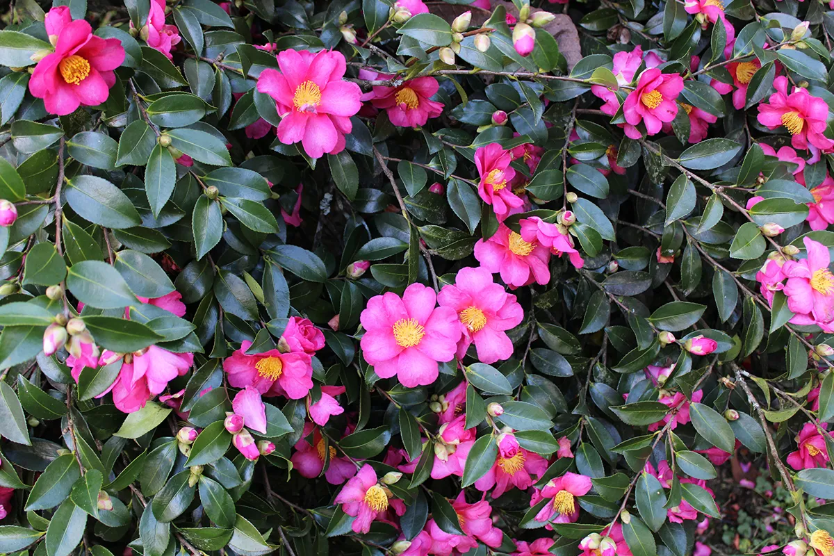 Domaine Des Rochettes Pepiniere A Nantes NS1CSHYRIU4