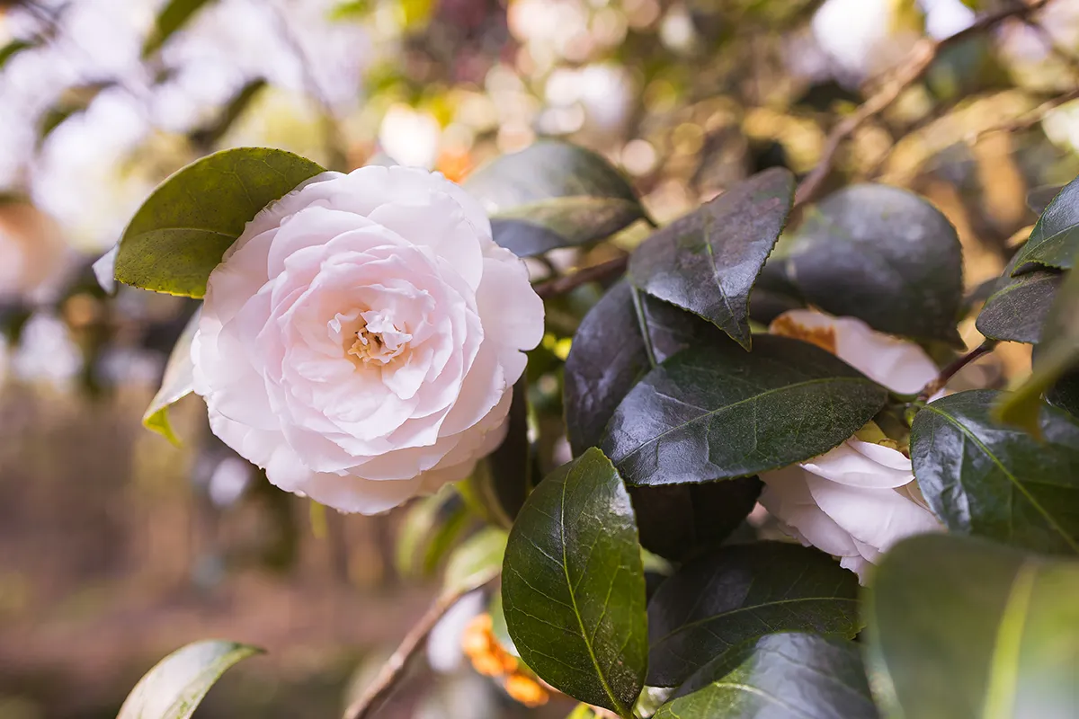 Domaine Des Rochettes Pepiniere A Nantes NS601CA2