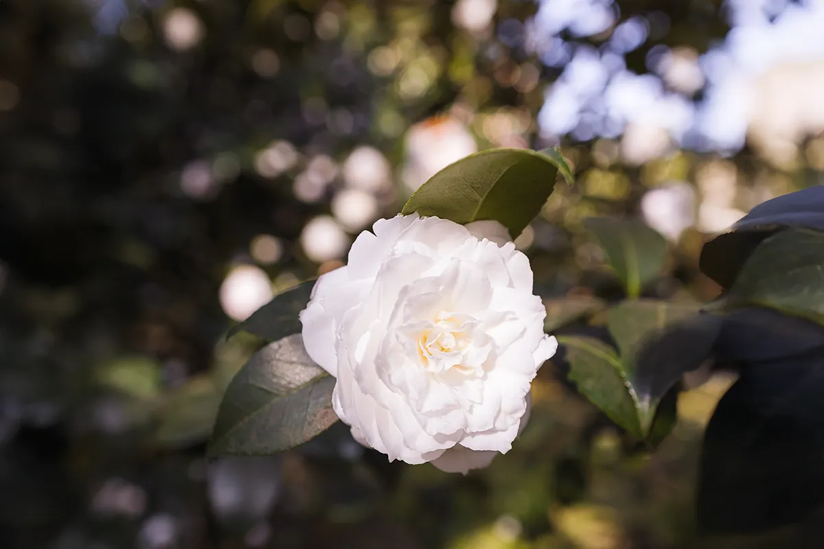 Domaine Des Rochettes Pepiniere A Nantes NS601CA3