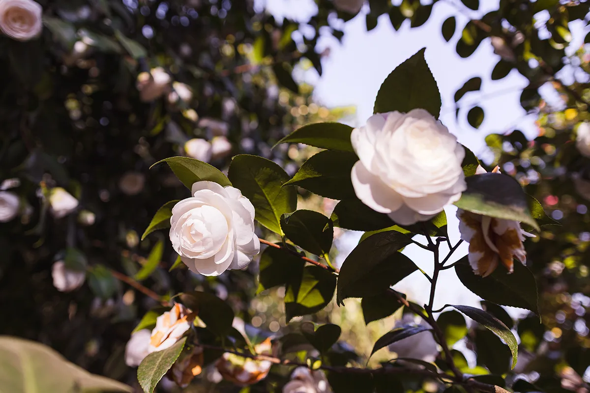 Domaine Des Rochettes Pepiniere A Nantes NS601CA4