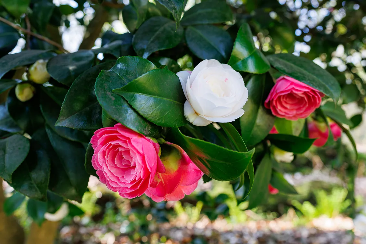 Domaine Des Rochettes Pepiniere A Nantes NS601DLR2