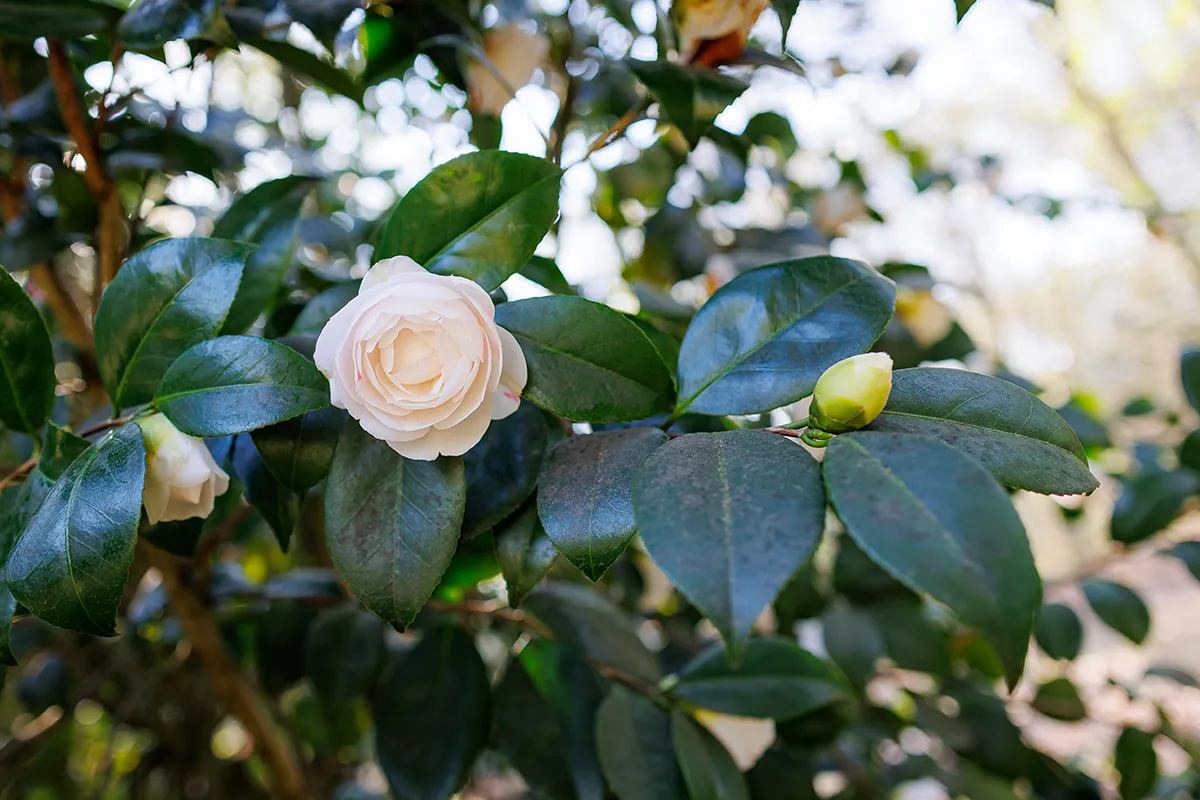 Domaine Des Rochettes Pepiniere A Nantes NS601DLR4