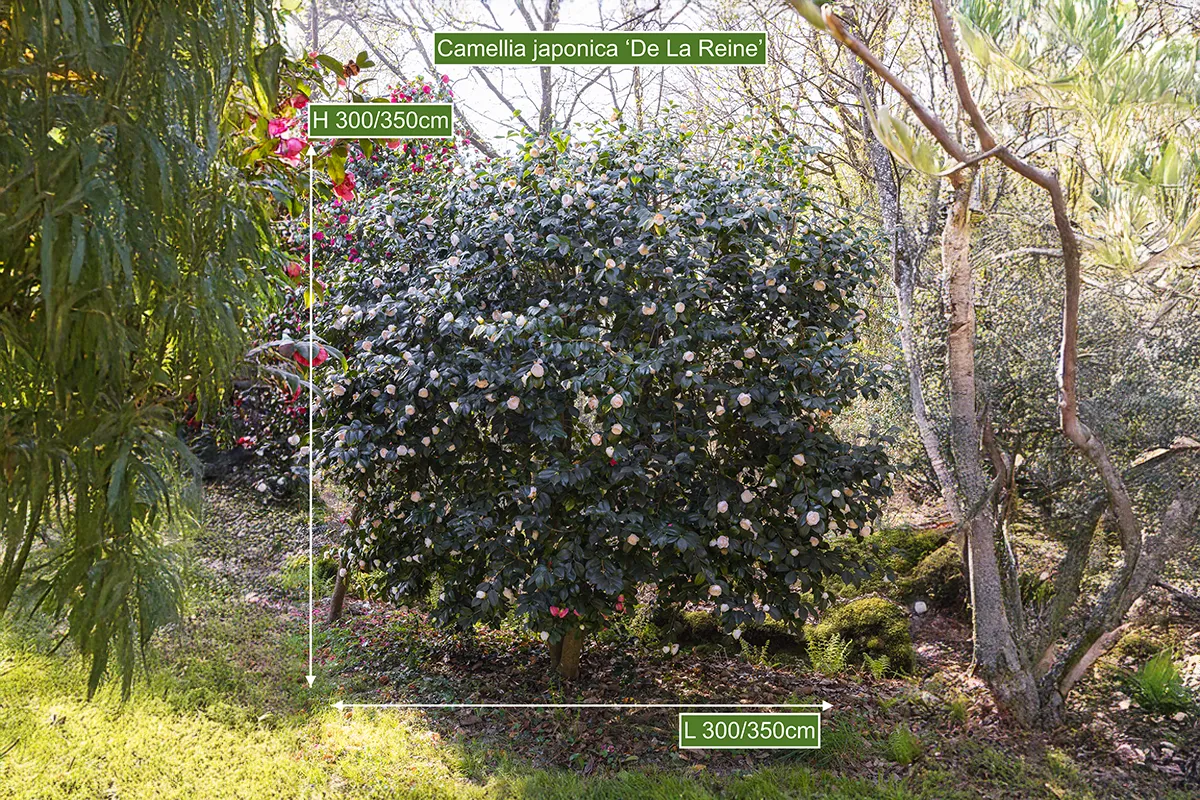 Domaine Des Rochettes Pepiniere A Nantes NS601DLR5