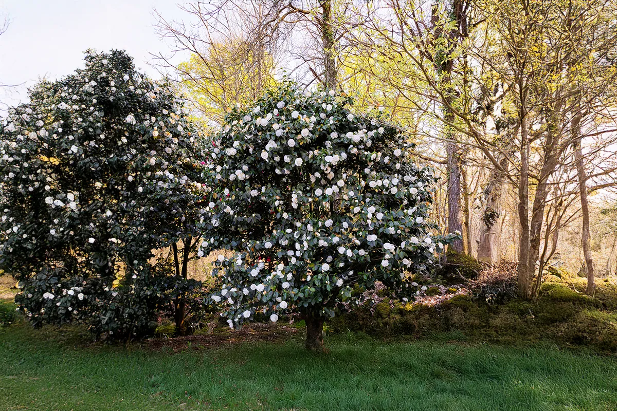 Domaine Des Rochettes Pepiniere A Nantes NS601MCB1