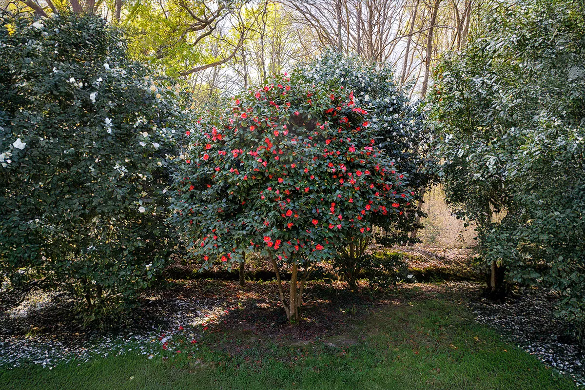 Domaine Des Rochettes Pepiniere A Nantes NS601RUB1