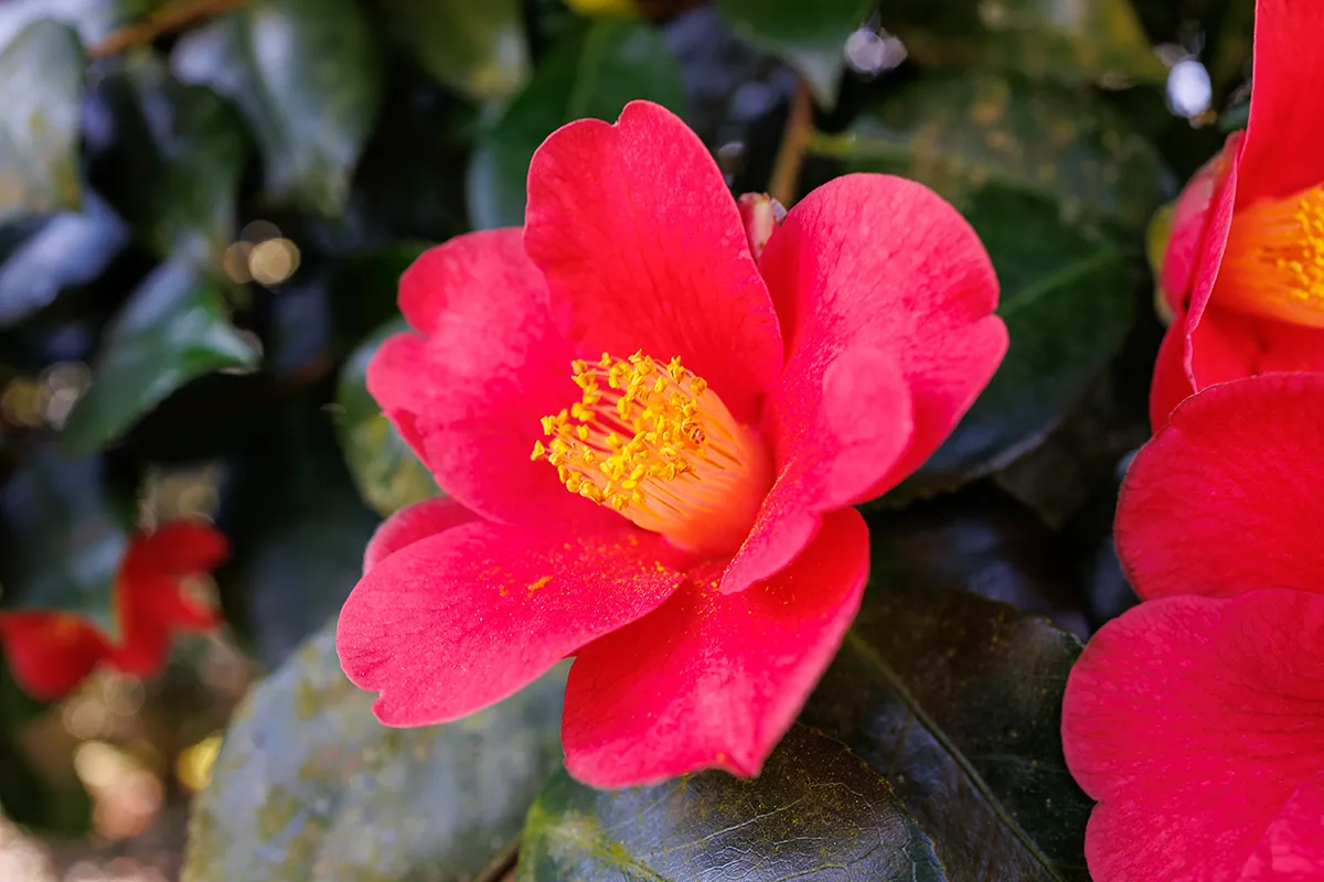 Domaine Des Rochettes Pepiniere A Nantes NS601RUB2