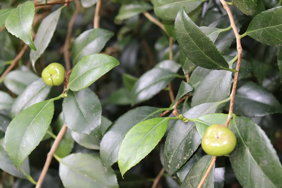 Domaine Des Rochettes Pepiniere A Nantes NS601RUB3