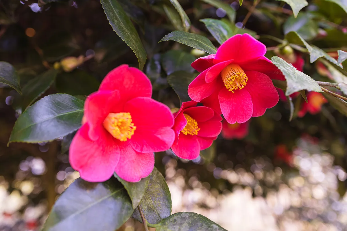 Domaine Des Rochettes Pepiniere A Nantes NS601RUB4