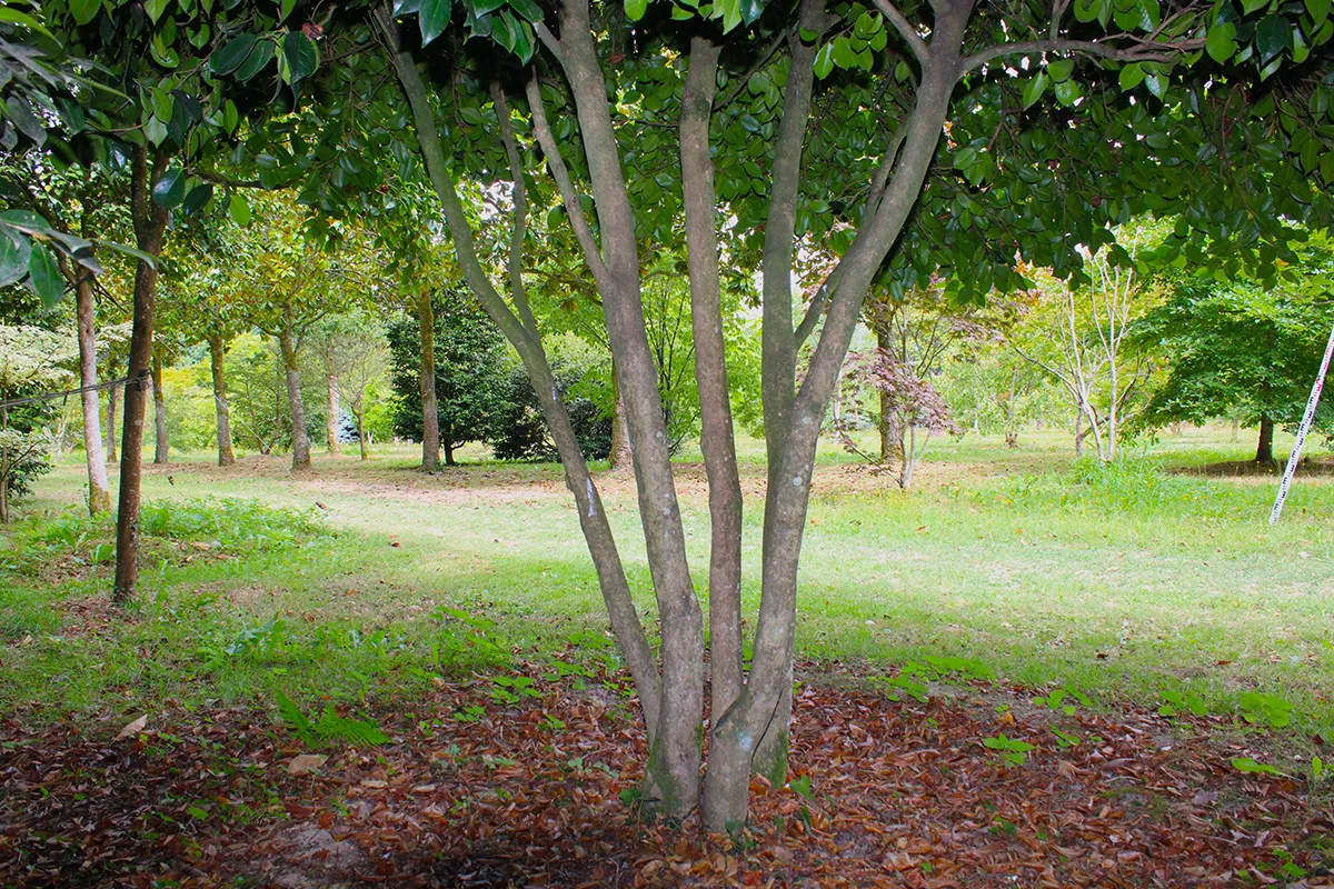 Domaine Des Rochettes Pepiniere A Nantes NS601RUB5