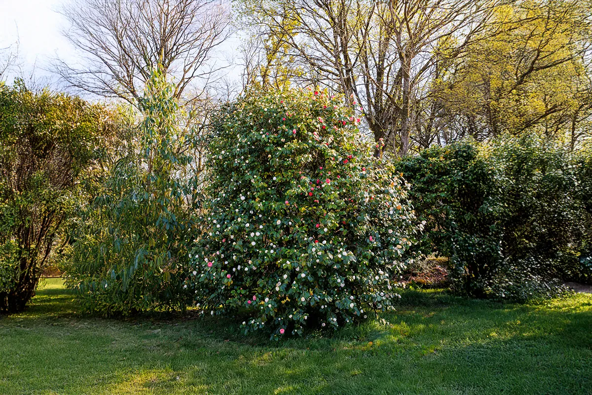 Domaine Des Rochettes Pepiniere A Nantes NS602DLR1