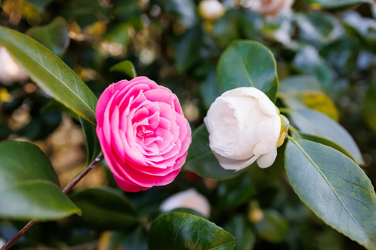 Domaine Des Rochettes Pepiniere A Nantes NS602DLR3