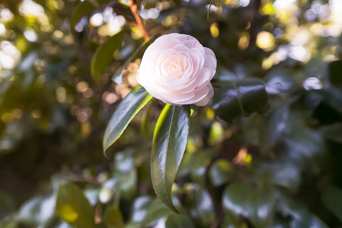 Domaine Des Rochettes Pepiniere A Nantes NS602DLR4