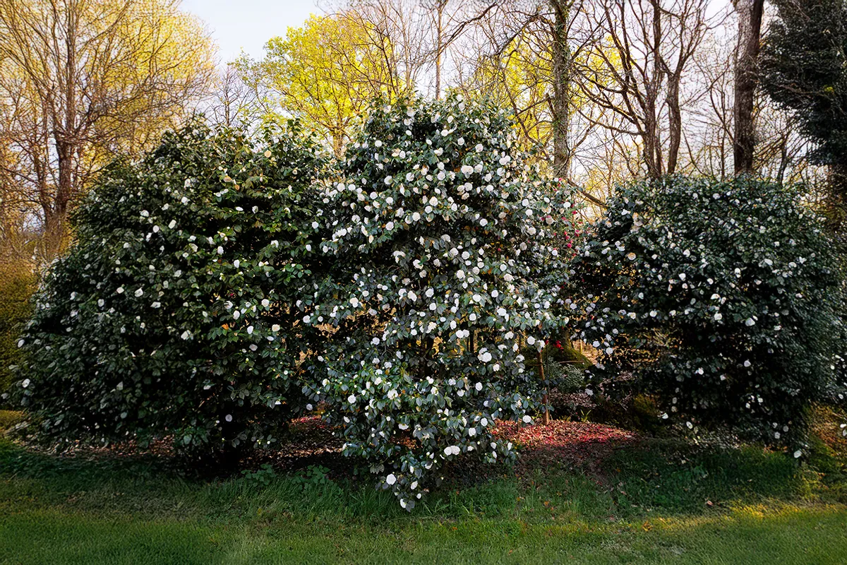 Domaine Des Rochettes Pepiniere A Nantes NS602MCB1