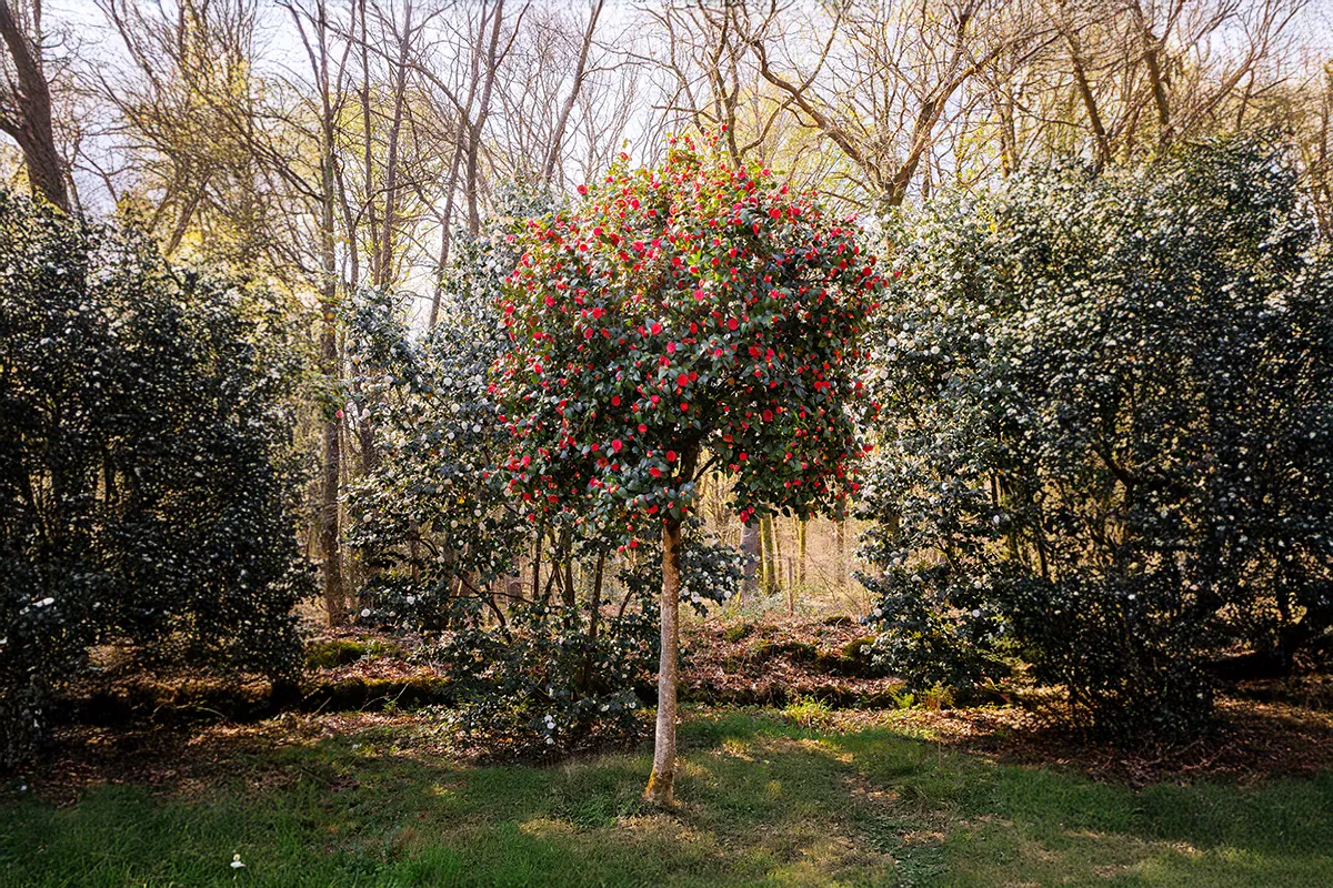 Domaine Des Rochettes Pepiniere A Nantes NS602ORAN1