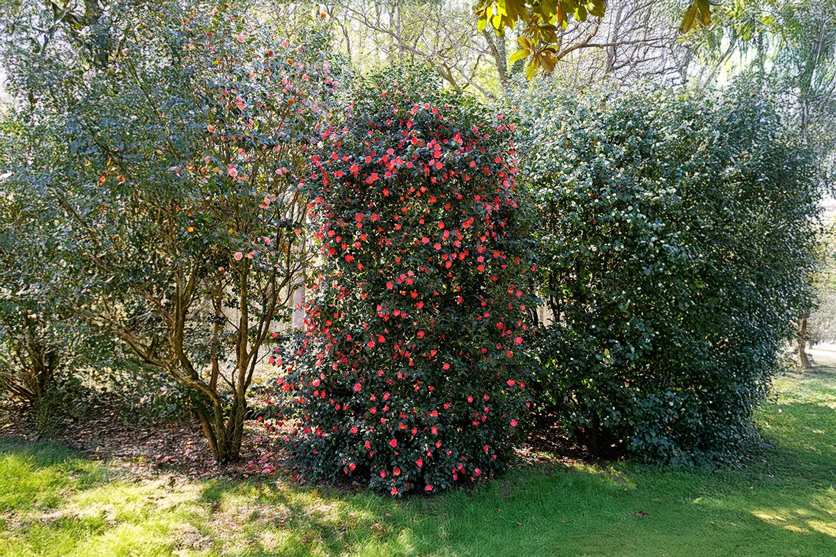 Domaine Des Rochettes Pepiniere A Nantes NS602RUB1