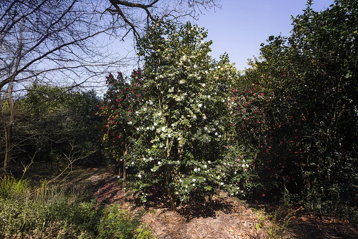 Domaine Des Rochettes Pepiniere A Nantes NS608MCB1