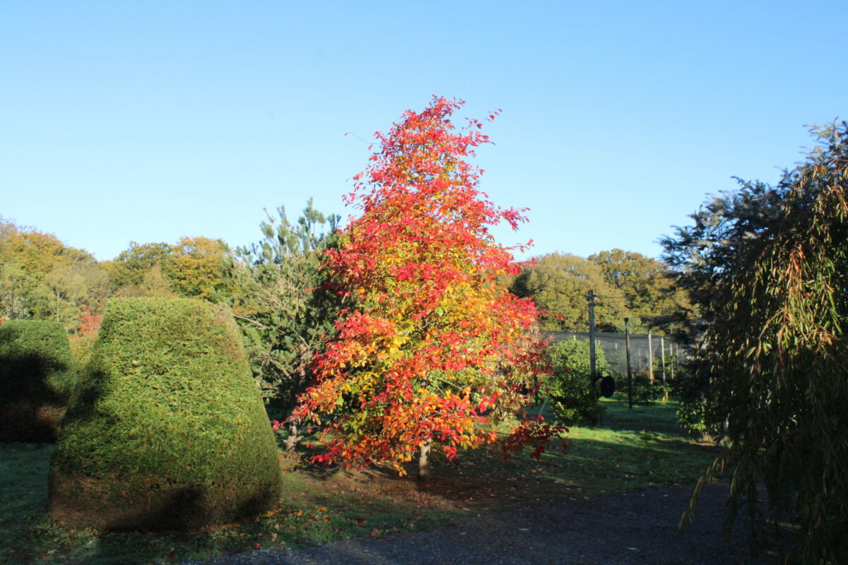 Domaine Des Rochettes Pepiniere A Nantes NYSSASNS2011
