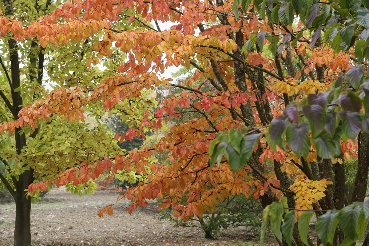 Domaine Des Rochettes Pepiniere A Nantes PARROTIA4