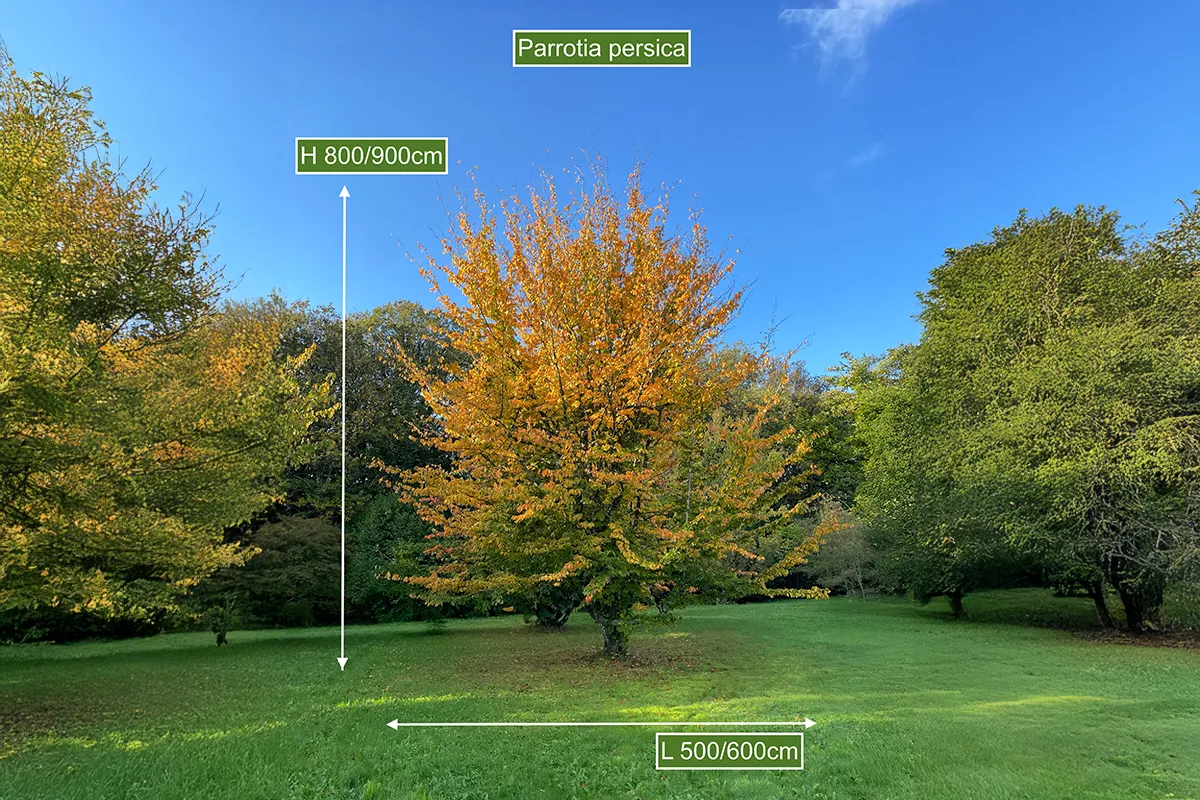 Domaine Des Rochettes Pepiniere A Nantes PARROTIA5