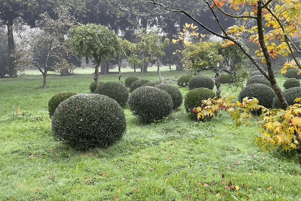 Domaine Des Rochettes Pepiniere A Nantes PHILLATI022