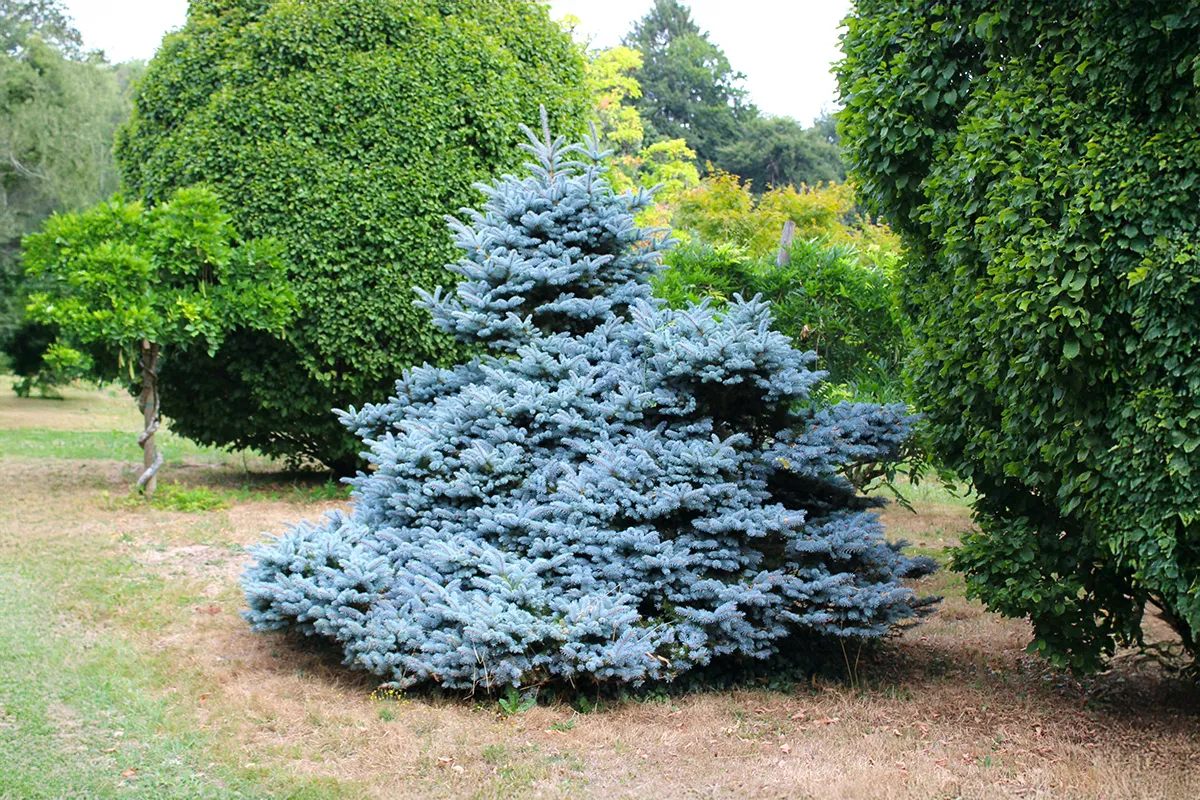 Domaine Des Rochettes Pepiniere A Nantes PICEABUNGENS1