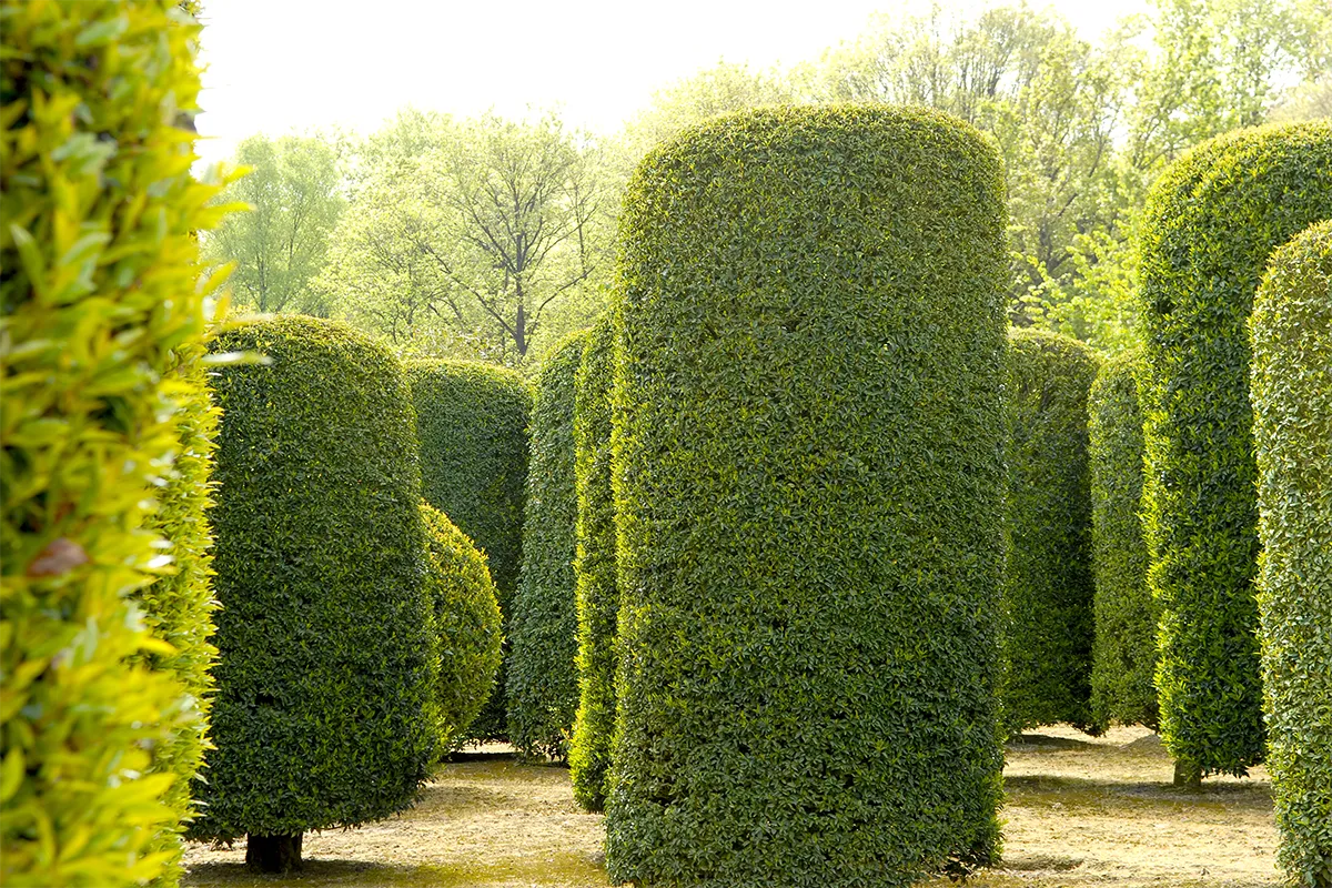 Domaine Des Rochettes Pepiniere A Nantes PRULUSIT011