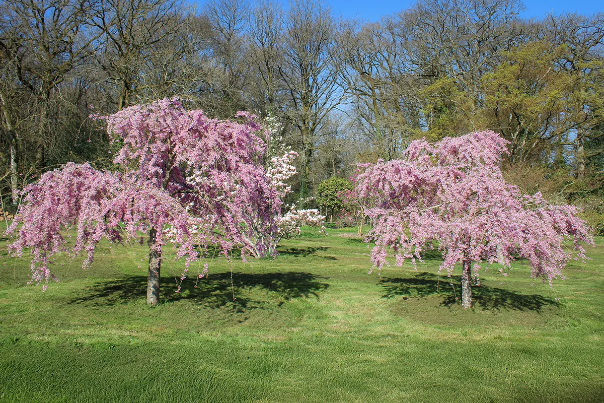 Domaine Des Rochettes Pepiniere A Nantes PRUSUBROSEA1