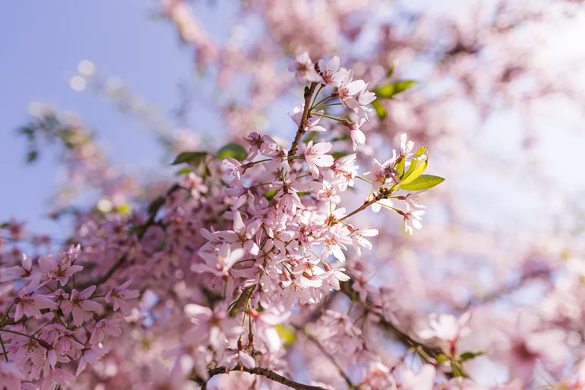 Domaine Des Rochettes Pepiniere A Nantes PRUSUBROSEA2